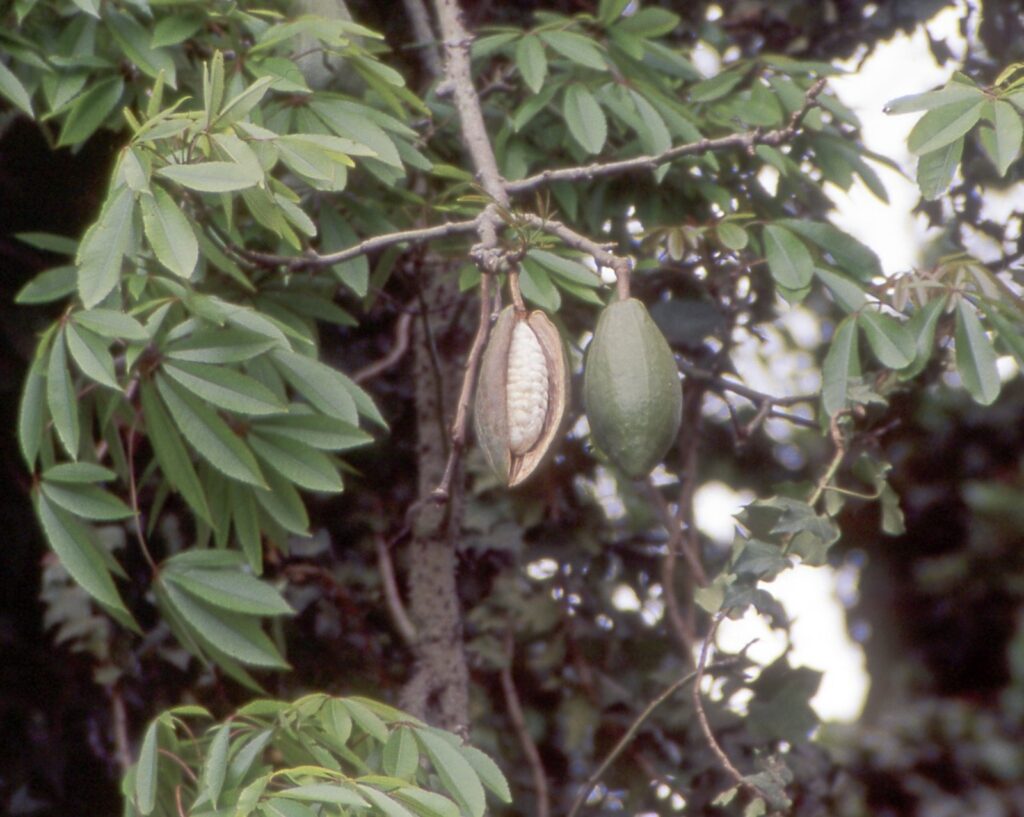 Branch of a kapok tree with green leaves and an elongated seed pod split open to show pale fiber inside