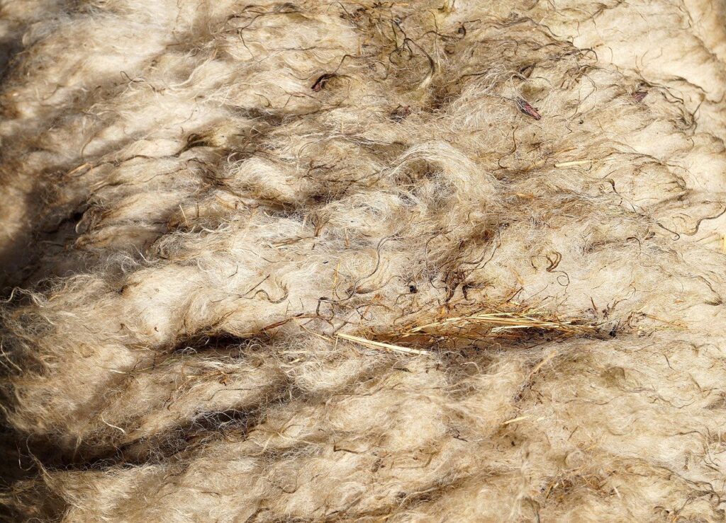 Close-up of unwashed sheep wool fleece showing crimped cream fibers and bits of straw