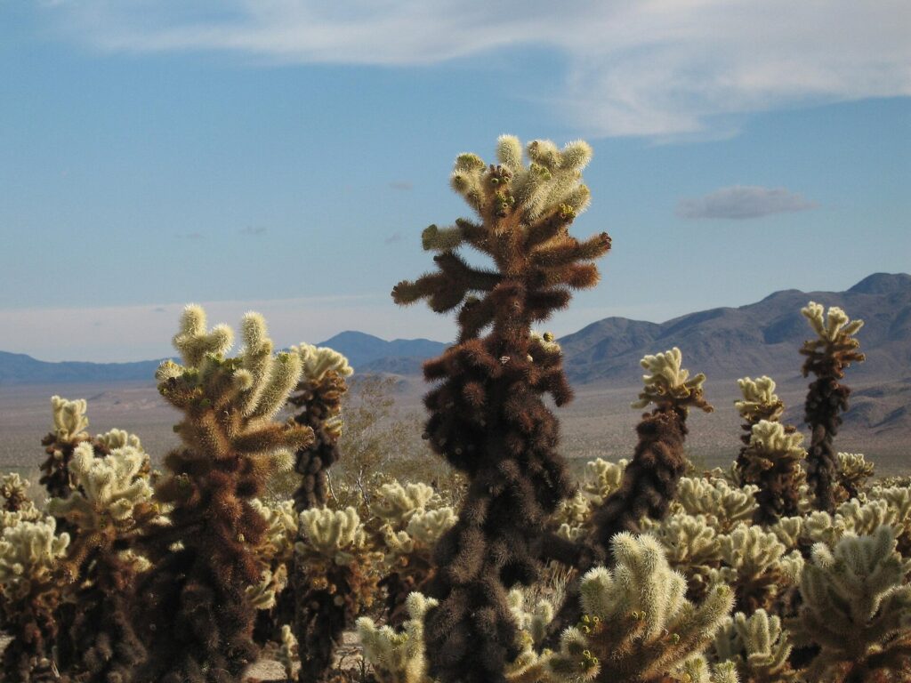 Teddybear cholla cactus with dense pale yellow spines in the Cholla Cactus Garden at Joshua Tree National Park